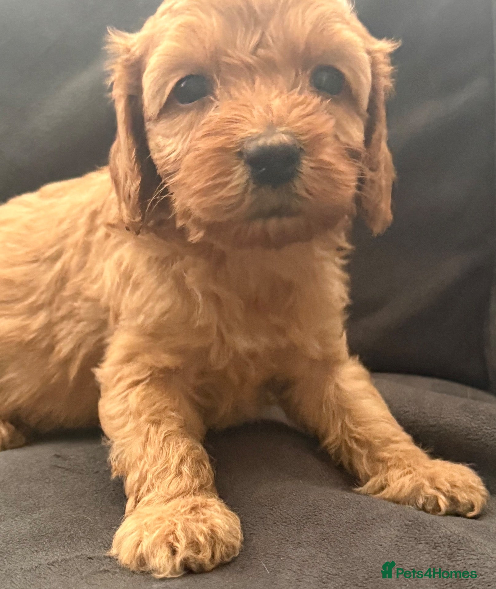 Cavapoo dogs Gorgeous F1B Cavapoo Puppies Available ⭐️⭐️⭐️⭐️⭐️ - Advert 1