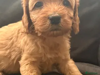Cavapoo dogs Gorgeous F1B Cavapoo Puppies Available ⭐️⭐️⭐️⭐️⭐️ - Advert 1