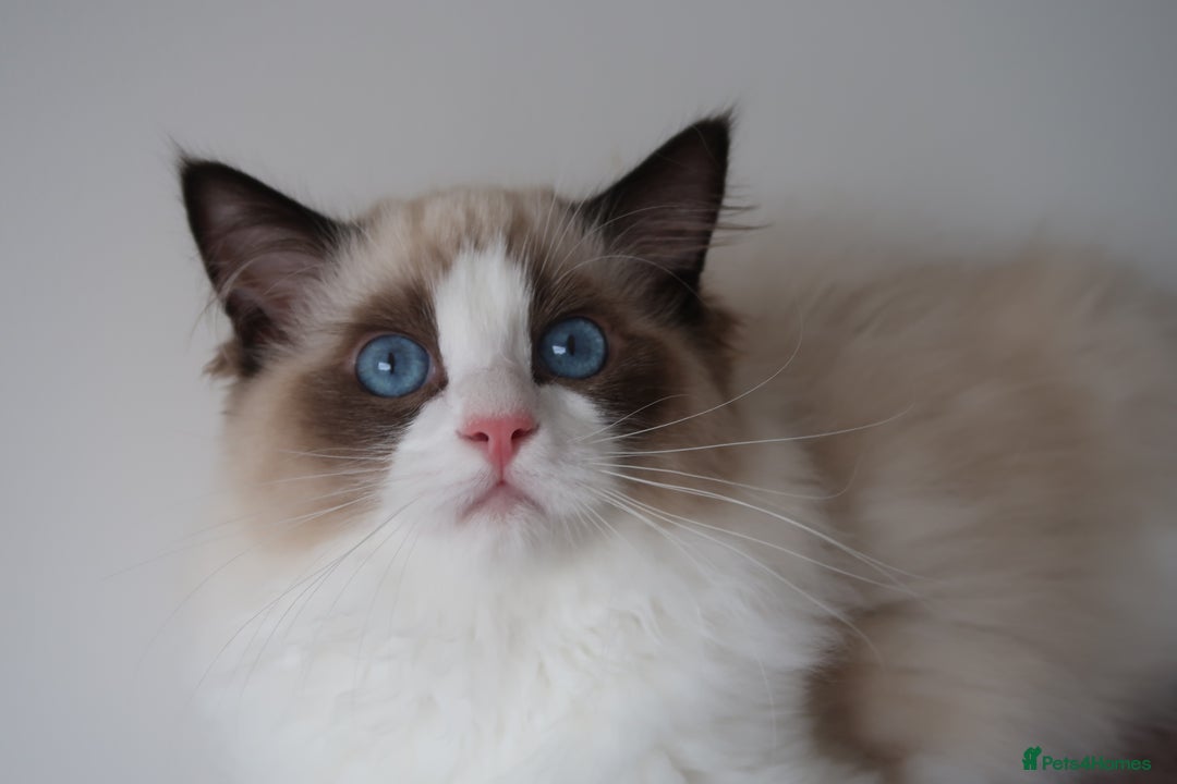 Ragdoll cats for sale: 💗 Tica Reg Ragdoll Kittens  - Image 5