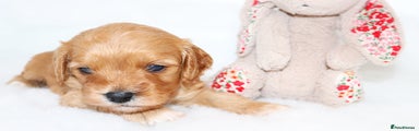 Cavapoo Puppy 5