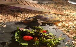 Tortoise reptiles for sale: Tortoise and full set up for sale - Image 2