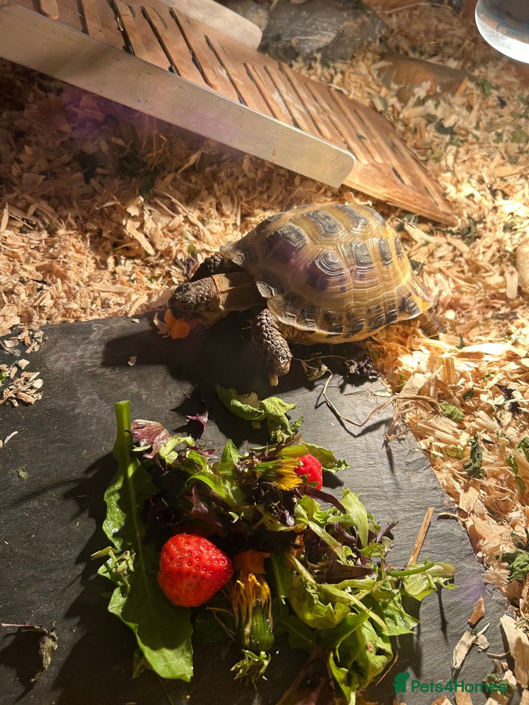 Tortoise reptiles for sale: Tortoise and full set up for sale - Image 2