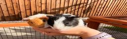 Guinea Pig rodents for sale: 2 male baby guinea pigs 6 weeks old - Advert 5