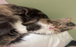 Maine Coon cats for sale: Casper  - Image 10