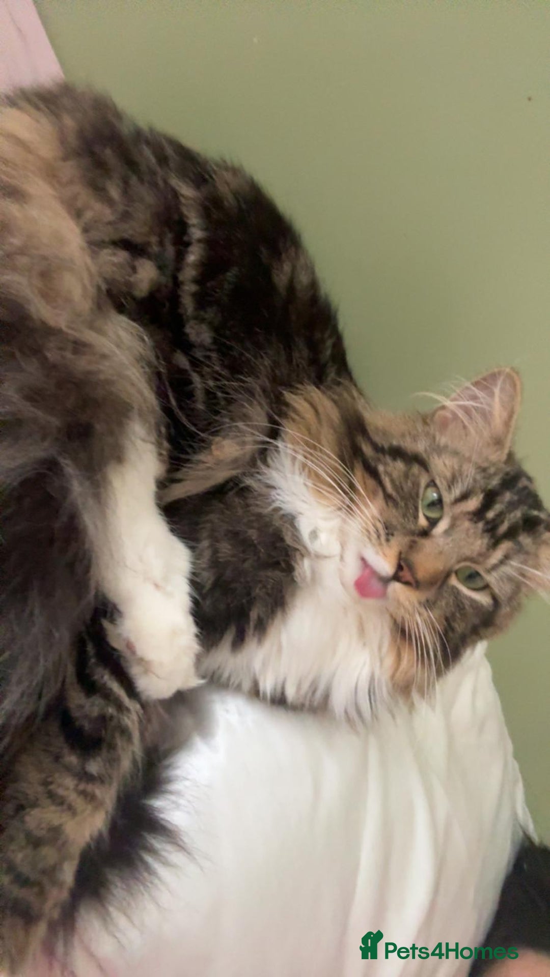 Maine Coon cats for sale: Casper  - Image 10