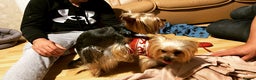 Yorkshire Terrier dogs for stud: Yorkshire terrier for stud  in Hornchurch - Advert 5