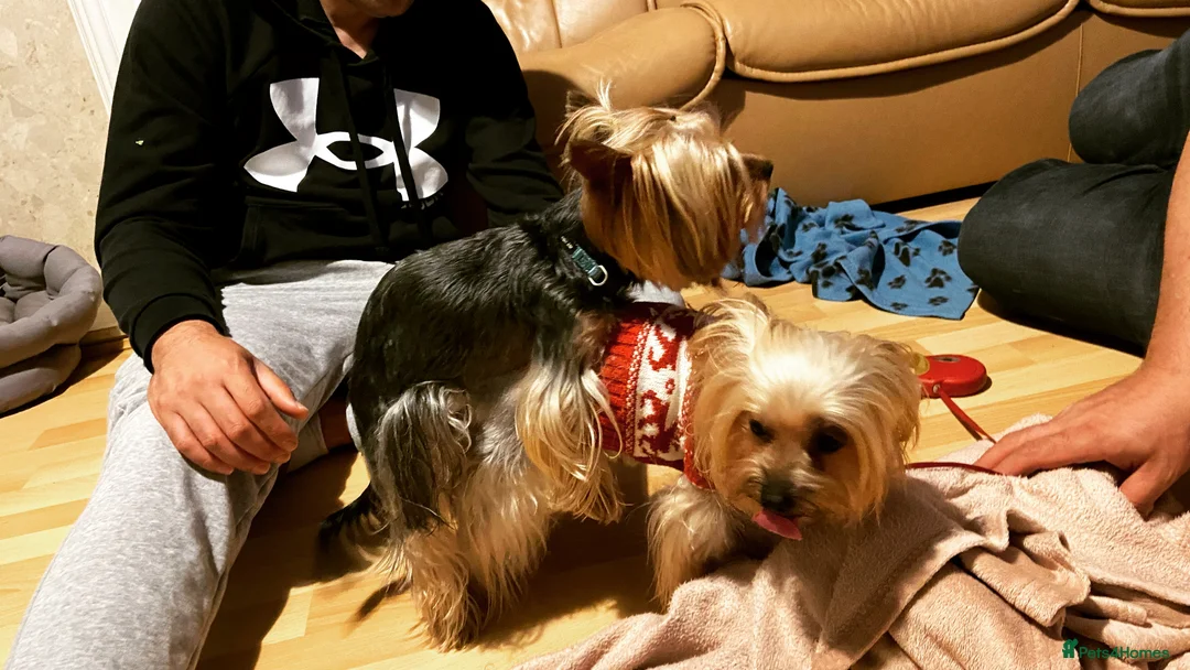 Yorkshire Terrier dogs for stud: Yorkshire terrier for stud  in Hornchurch - Advert 5