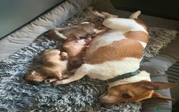 Jack Russell dogs for sale: ** Stunning Pure Miniature Jack Russell Pups ** - Image 15
