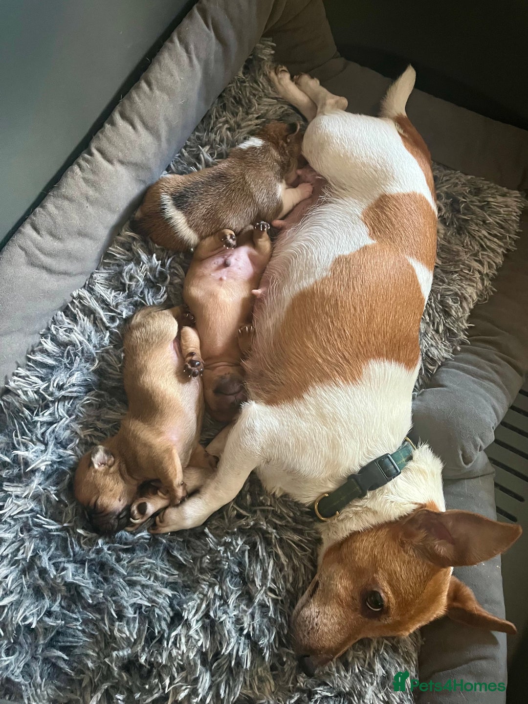 Jack Russell dogs for sale: ** Stunning Pure Miniature Jack Russell Pups ** - Image 15