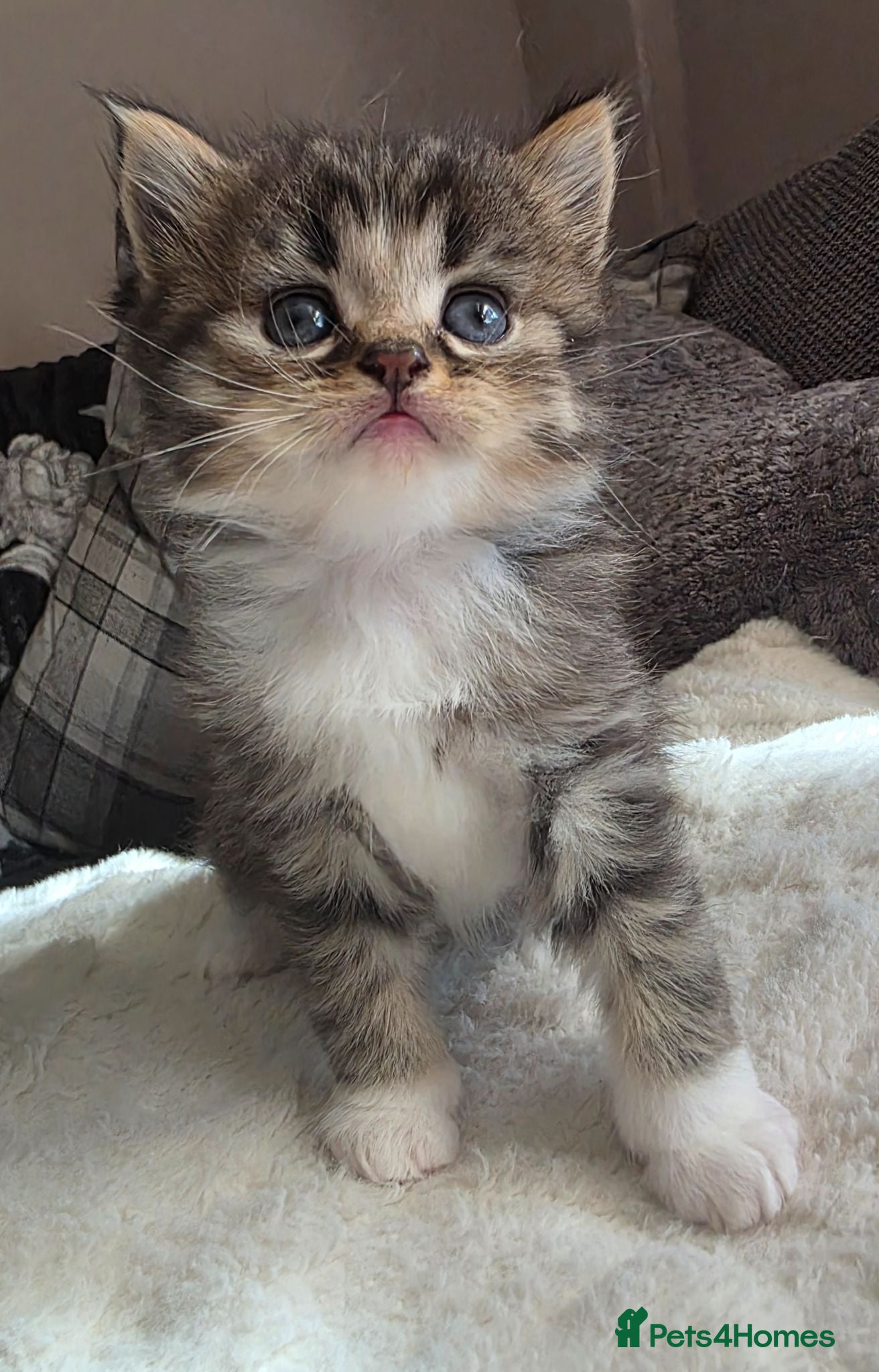 British Longhair cats Beautiful British long haired kittens - Advert 2