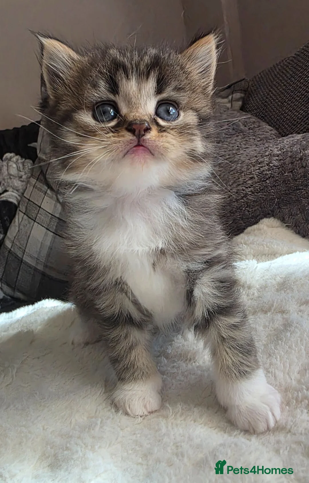 British Longhair cats for sale: Beautiful British long haired kittens - Advert 1