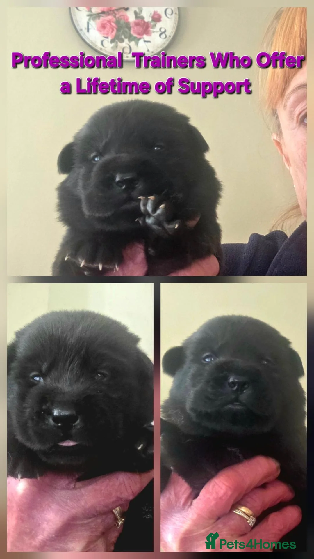 Mixed Breed dogs for sale: Gorgeous Chowador puppies. Chow x Lab - Advert 2