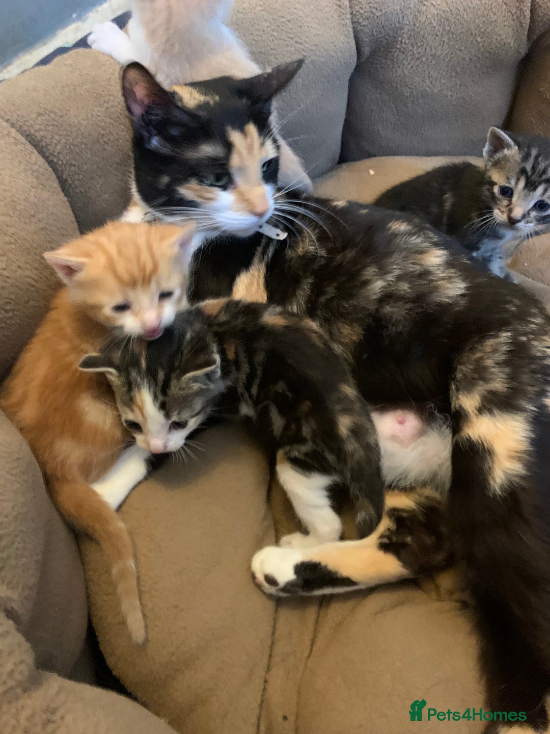 Domestic Shorthair cats for sale: 2 BEAUTIFUL MALE KITTENS AVAILABLE NOW😸 - Image 9
