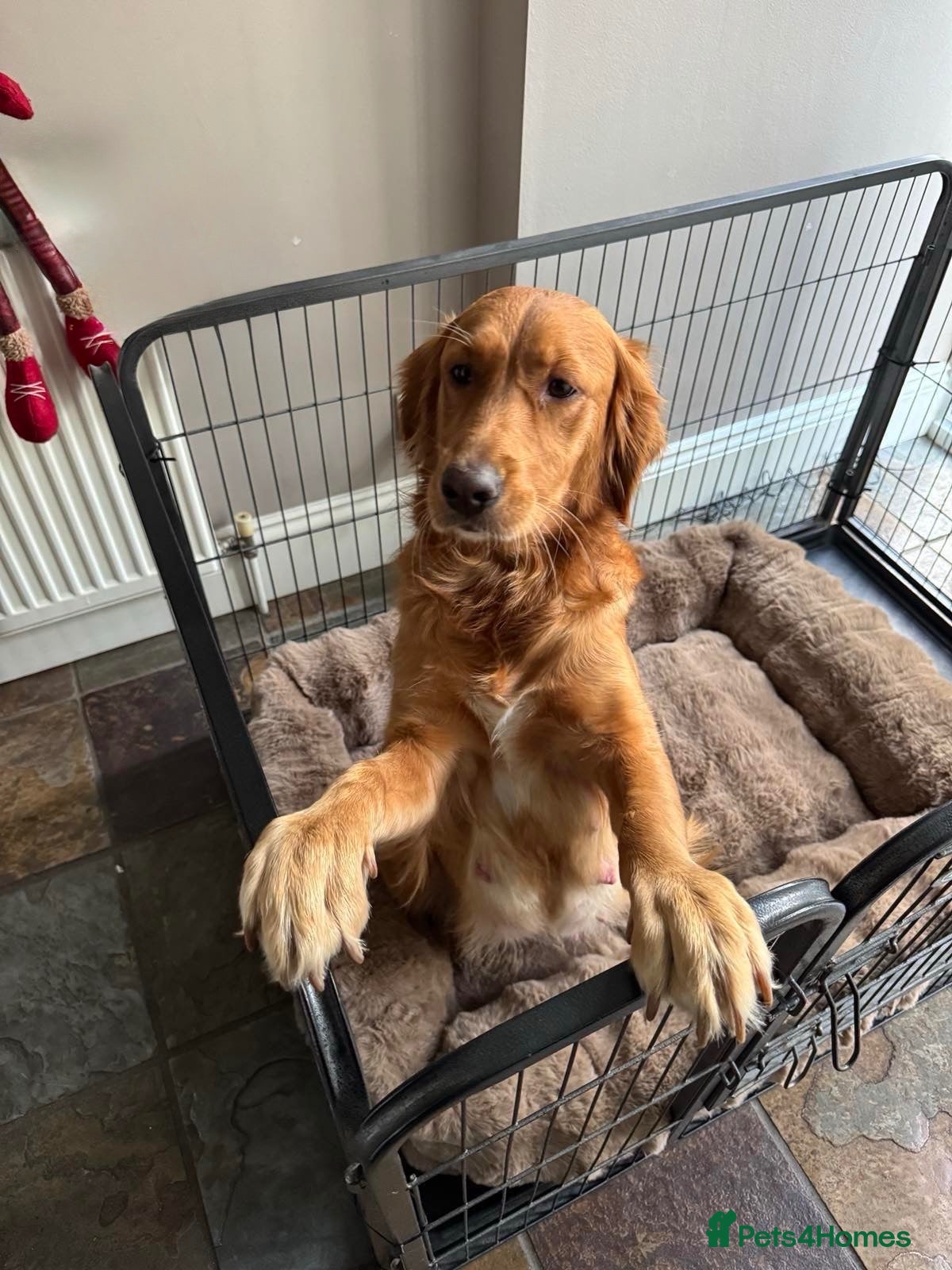 Golden Retriever dogs Golden retriever puppies for sale - Advert 1