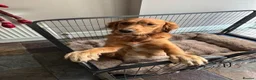Golden Retriever dogs for sale: Golden retriever puppies for sale - Advert 1