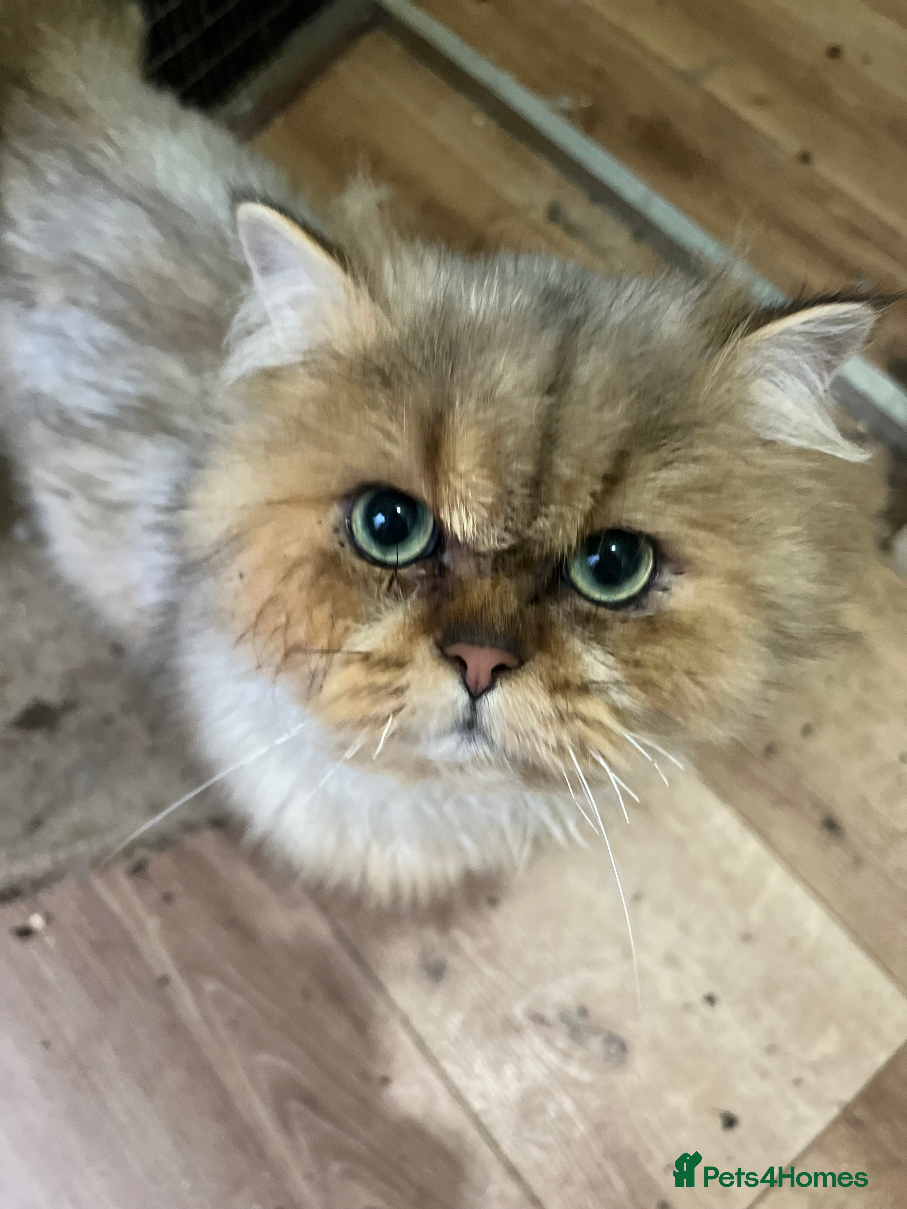British Longhair cats Adult neutered British Longhair male  - Advert 8