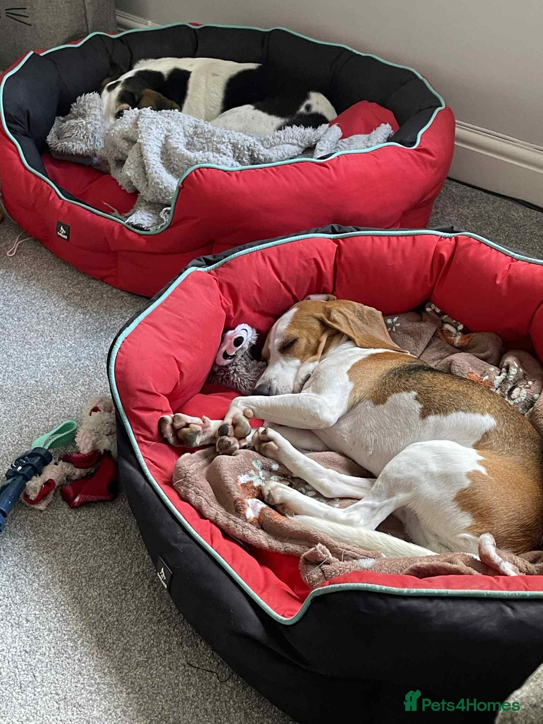 Beagle dogs for adoption: Sweet Mayli is ready for her forever home - Image 6
