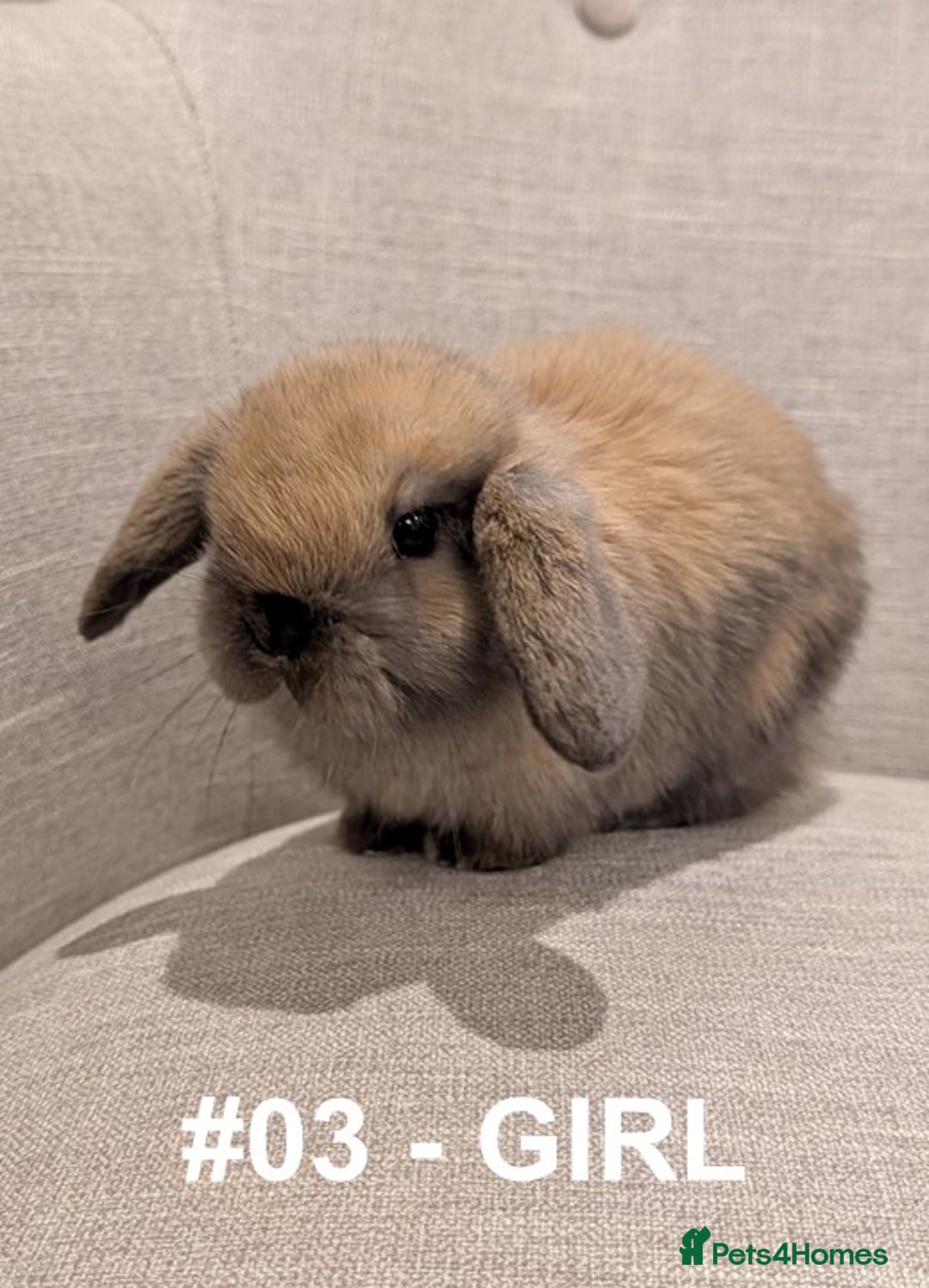 Mini Lop rabbits for sale: Exceptional Mini-Lops. Collect from: 15th January - Advert 9