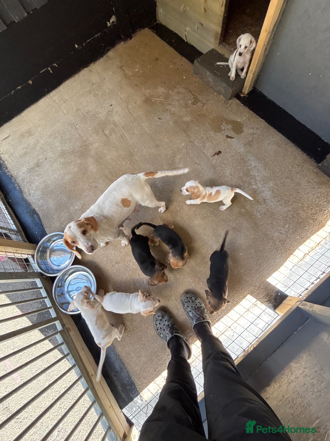 Beagle dogs for sale: 7 wonderful cocker spaniel x beagle❤️🏡 - Image 20