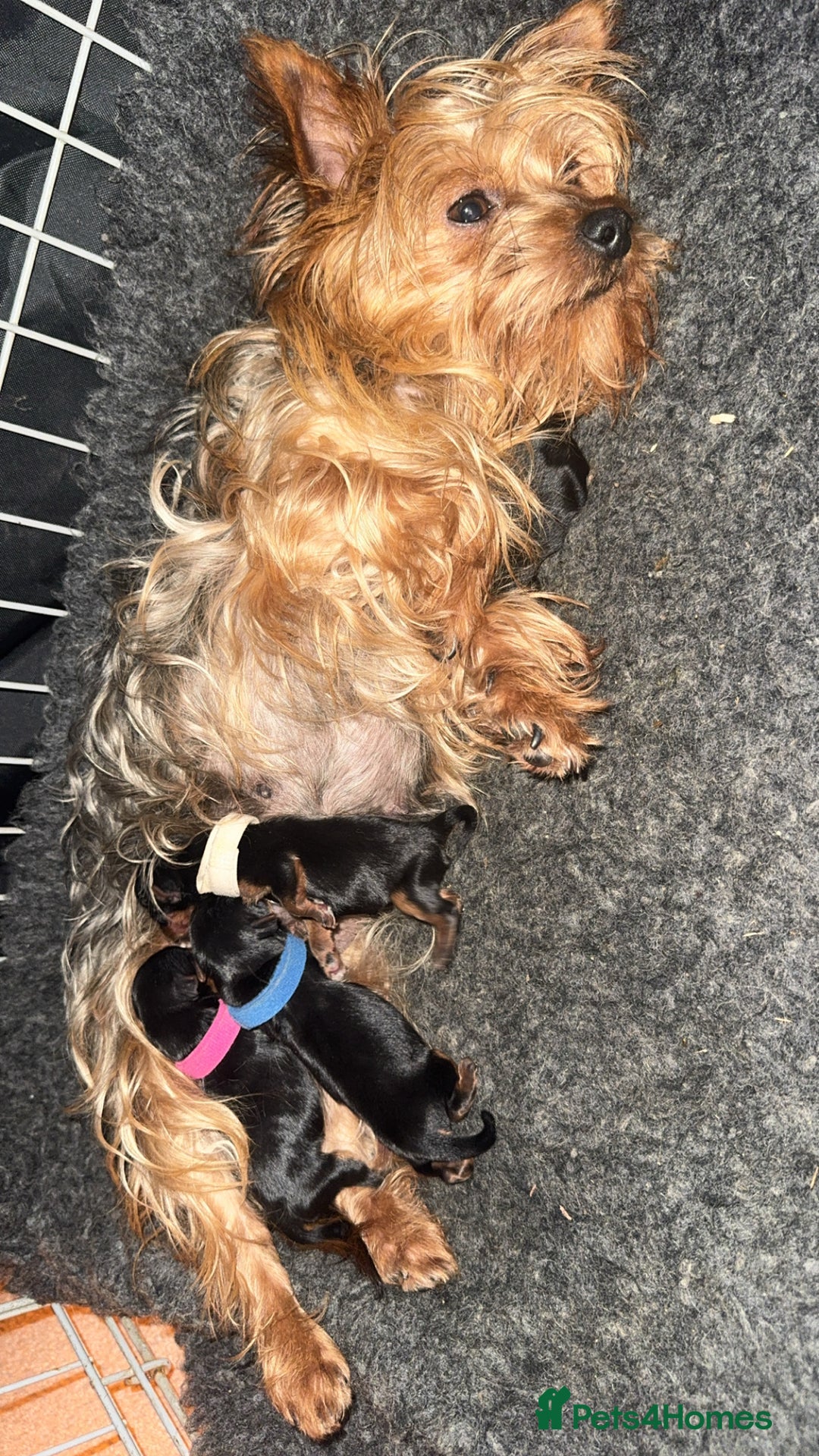 Yorkshire Terrier dogs for sale: Yorkshire terrier puppies - Advert 2