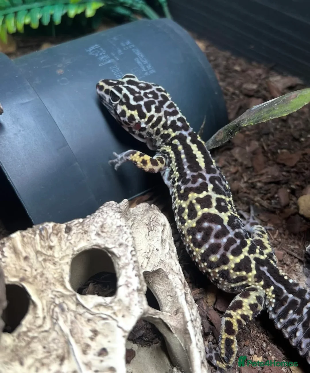 Gecko reptiles for sale: Female Leopard Gecko - Advert 1
