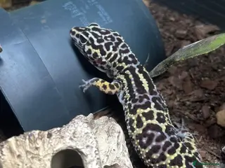 Gecko reptiles Female Leopard Gecko - Advert 4