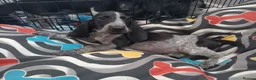 Mixed Breed dogs for sale: KC Basset Hound x KC German Shorthaired Pointer  - Advert 27