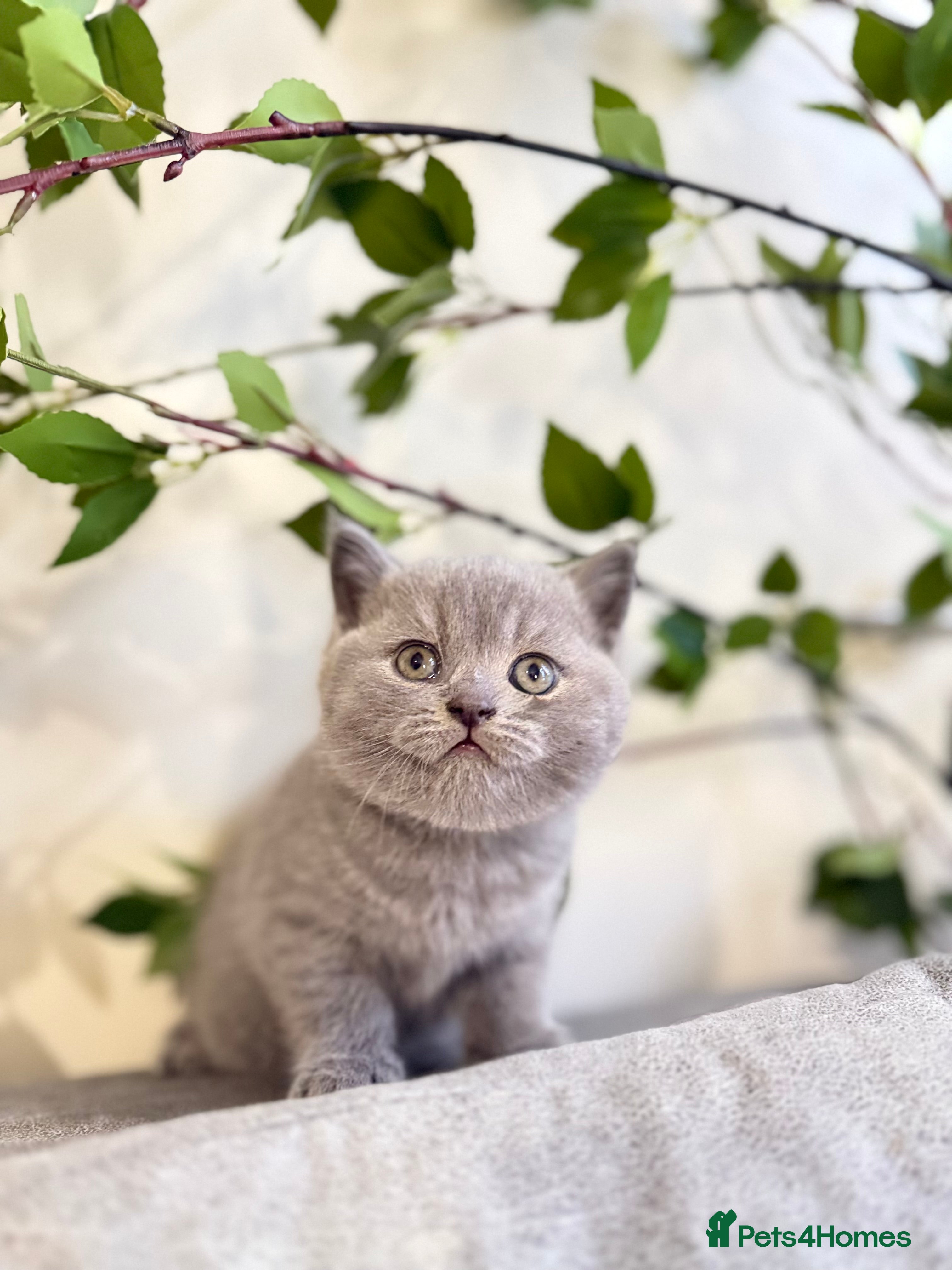 British Shorthair cats 100% Pure Pedigree Champion line Bsh Reg. Kittens - Advert 14