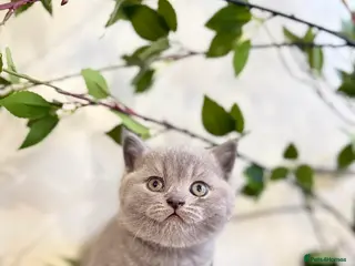 British Shorthair cats 100% Pure Pedigree Champion line Bsh Reg. Kittens - Advert 14