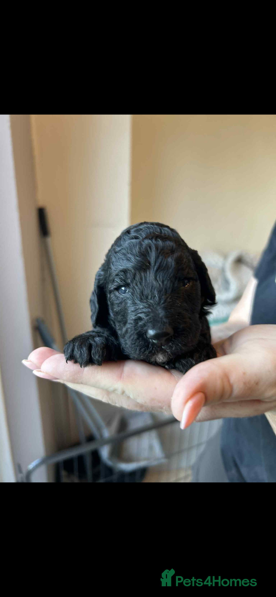 Mixed Breed dogs for sale: Beautiful miniature labradoodle puppies  - Advert 3