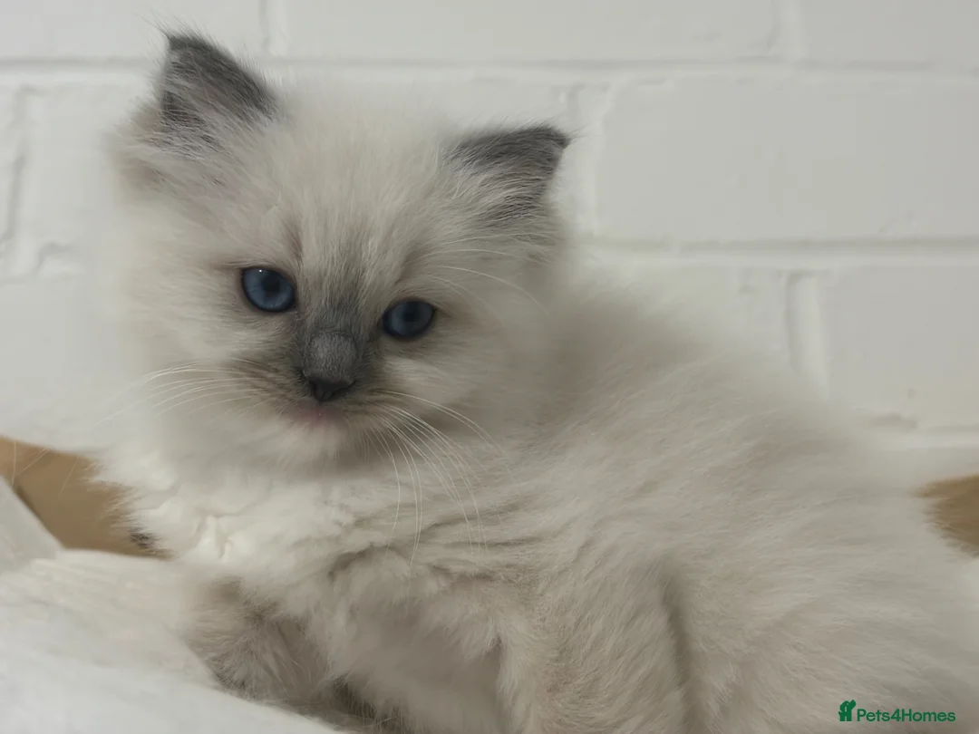 Ragdoll cats for sale: 🏆GCCF registered ragdoll kittens🏆 - Advert 4