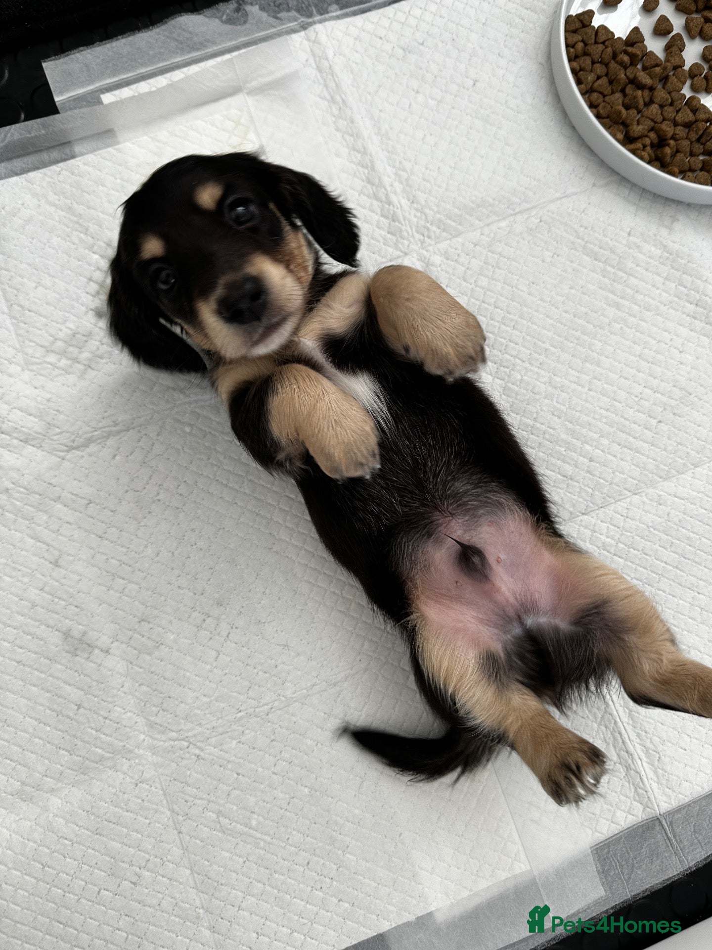 Miniature Dachshund dogs Long & Short Haired Miniature Daschund Puppies - Advert 13