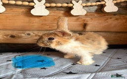 Mixed Breed rabbits for sale: 2 baby bunnies ready for new homes - Image 3