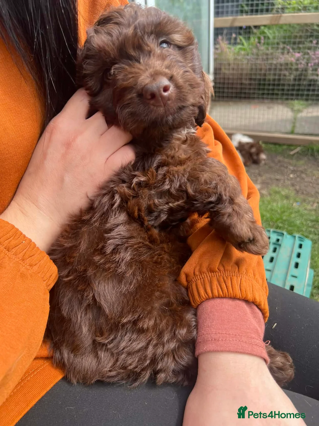 Cockapoo dogs for sale: Last couple of F1s - £450 merle, chocolate, Parti  - Advert 1