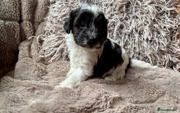 Lhasapoo dogs for sale: *****only 1 girl and 2 boys left ***** - Image 7