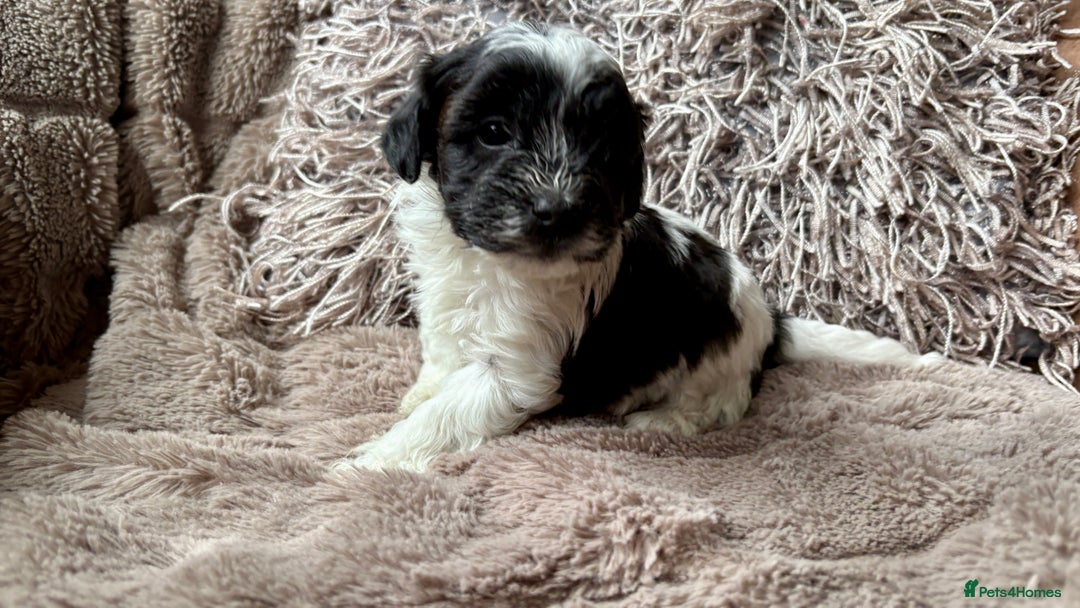 Lhasapoo dogs for sale: *****only 1 girl and 2 boys left ***** - Image 7