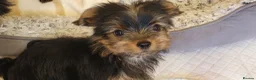 Yorkshire Terrier dogs for sale: Stunning Yorkshire Terrier puppies.  - Advert 13