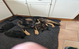 German Shepherd dogs for sale: GLENCONNER KC REGISTERED GERMAN SHEPHERD PUPS  - Image 12