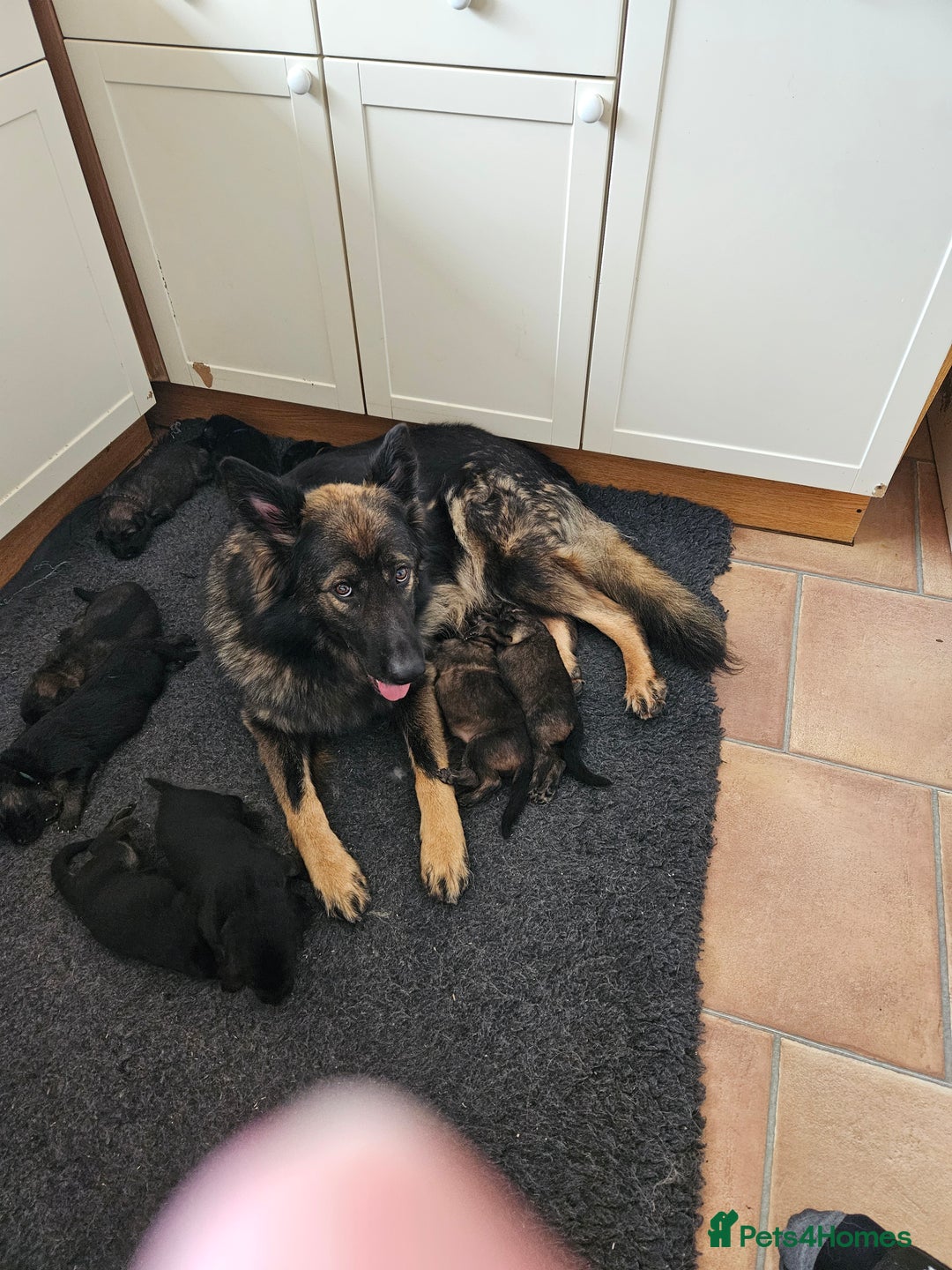 German Shepherd dogs for sale: GLENCONNER KC REGISTERED GERMAN SHEPHERD PUPS  - Image 12