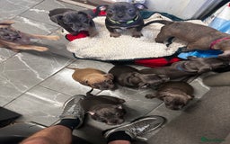 Mixed Breed dogs for sale: 5 girls 4 boys french x American pocket bully - Image 10