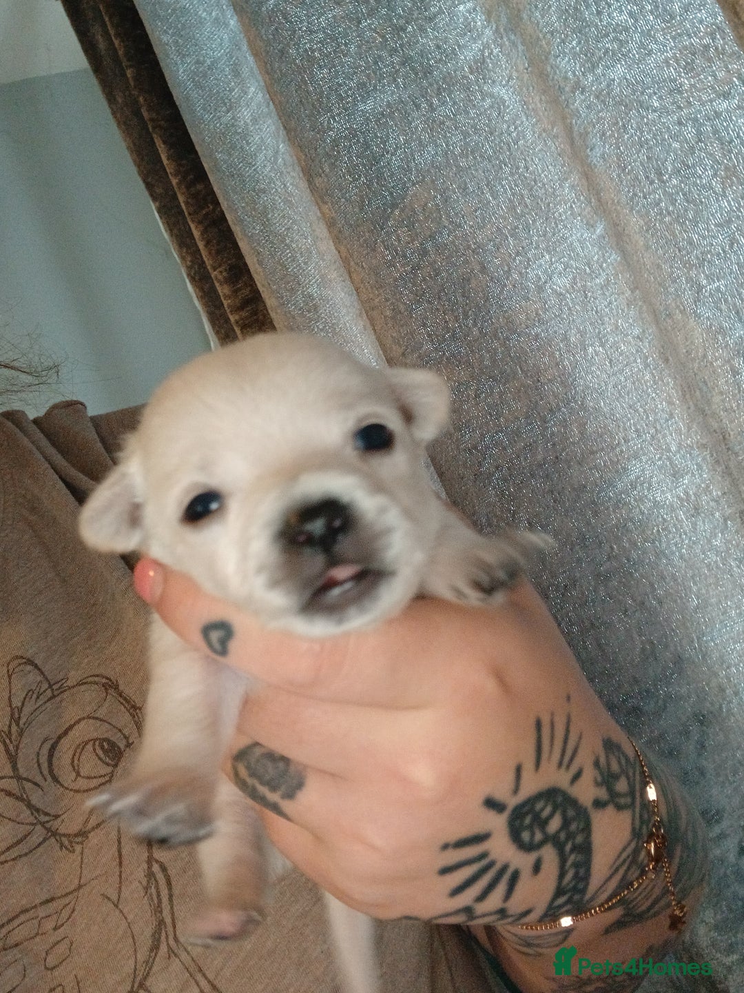 Mixed Breed dogs for sale: Jackawawas  - Image 11