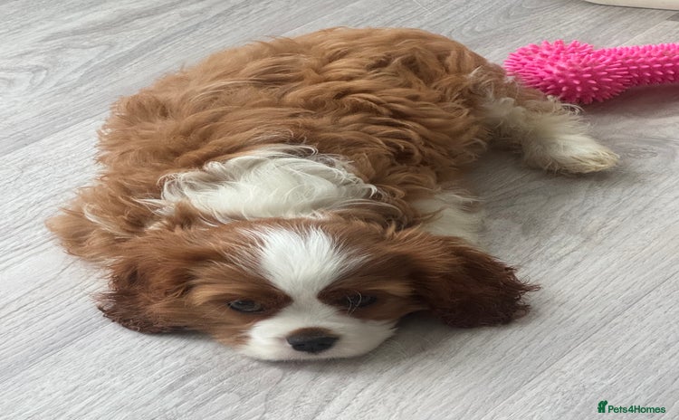 Cavalier King Charles Spaniel dogs - Advert 6