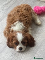 Cavalier King Charles Spaniel dogs Pedigree King Charles cavaliers one boy - Advert 6