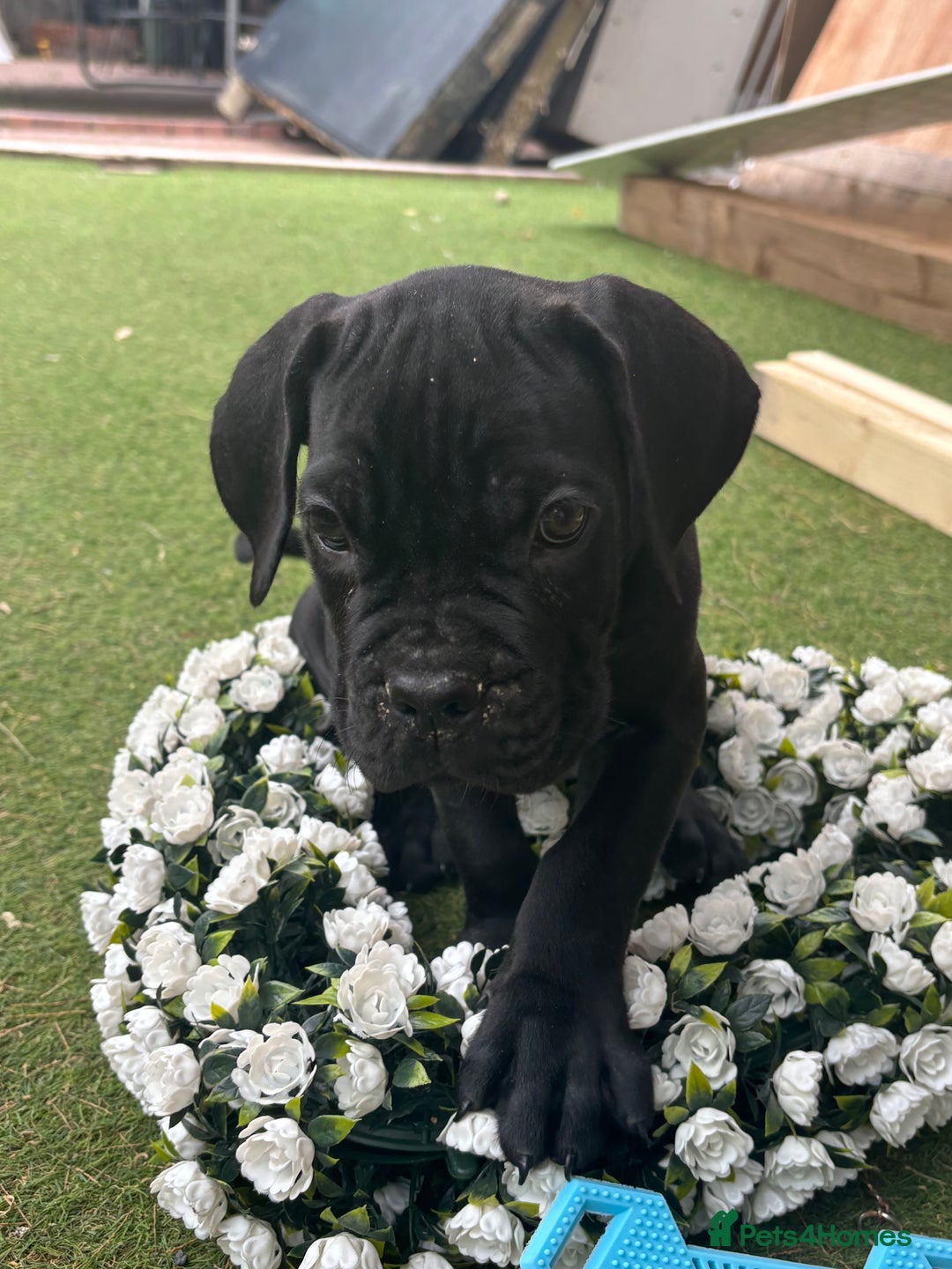 Cane Corso dogs for sale:  Reg - UKBKC Cane Corsos loyal family guardians  - Image 15