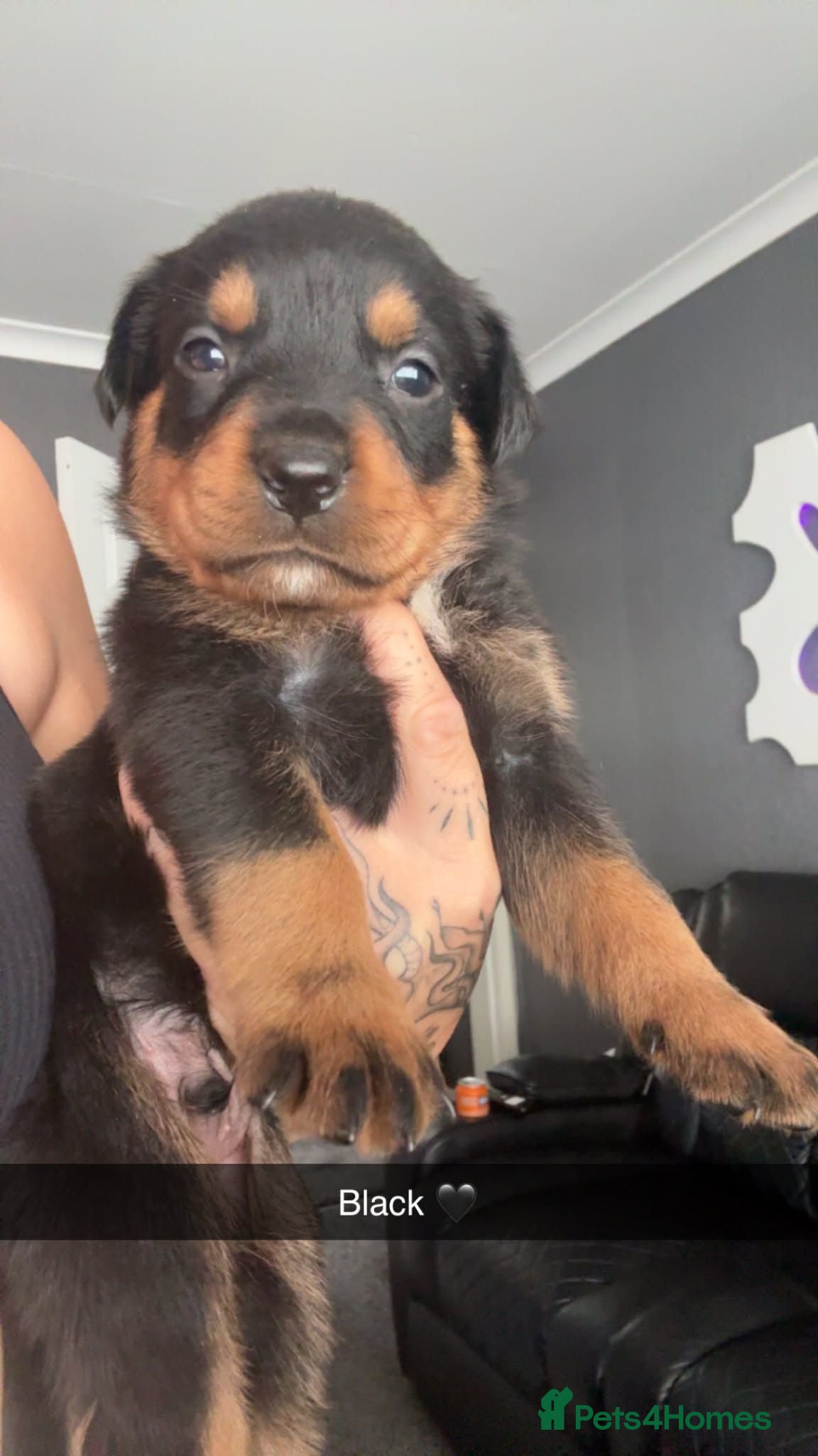 Rottweiler dogs Rottweiler puppy's *KC reg* German rottweilers  - Advert 9