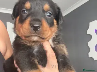 Rottweiler dogs Rottweiler puppy's *KC reg* German rottweilers - Advert 9