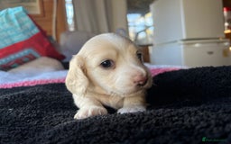 Dachshund dogs for sale:  Cream long haired miniature Dachshund - Image 17