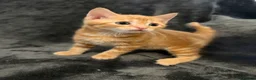 Mixed Breed cats for sale: Adorable little kittens. Mixed breed.  - Advert 16