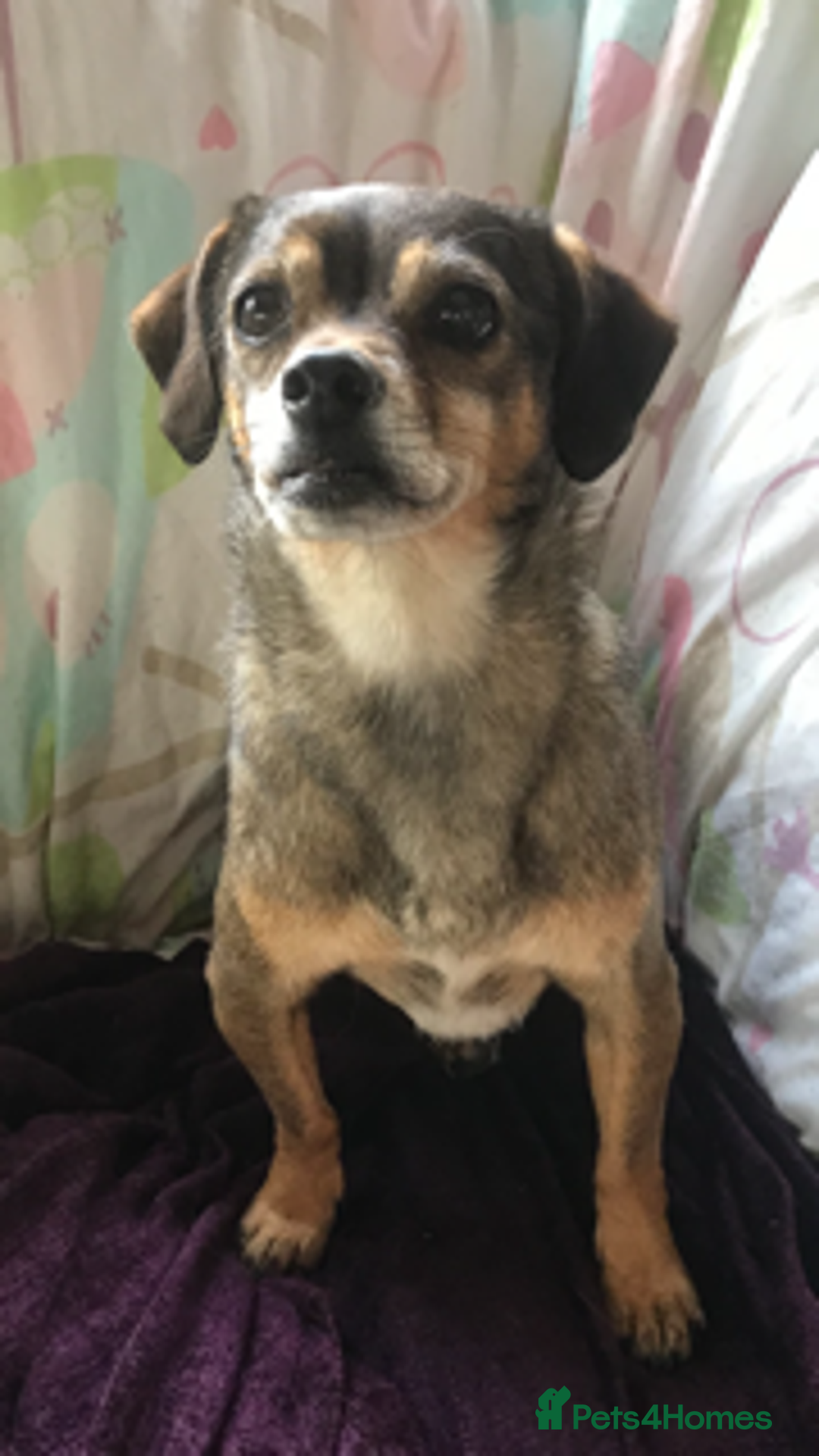 Mixed Breed dogs for adoption: Tiny mother & daughter - Image 2