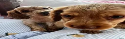 Cocker Spaniel dogs for sale: Show type cocker boys  in Daventry - Advert 19